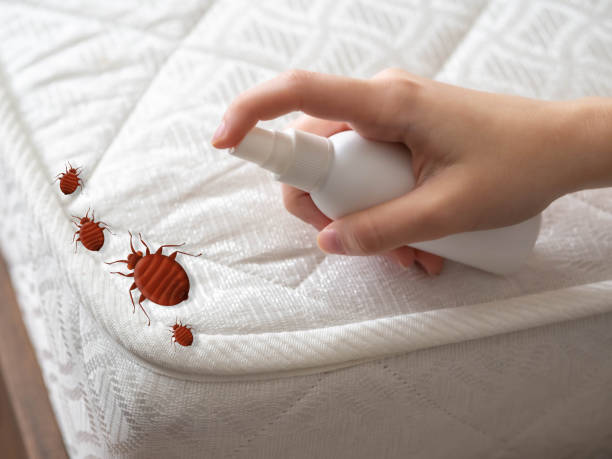 Best Emergency Pest Control  in Kinder, LA